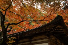 甍を包む秋色