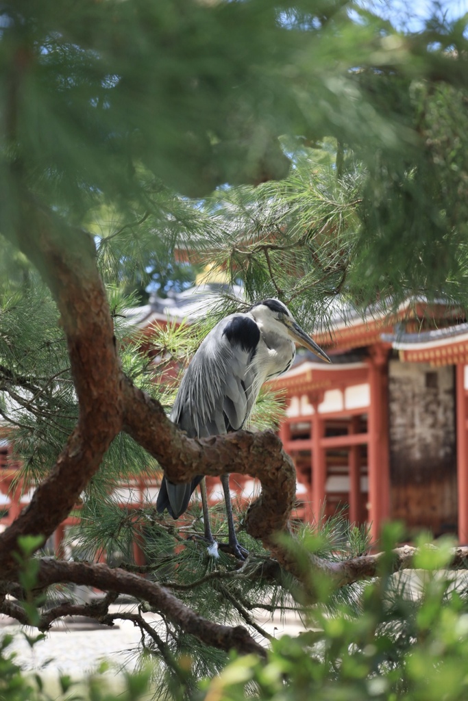 平等院鳳凰堂