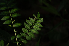 山椒の葉