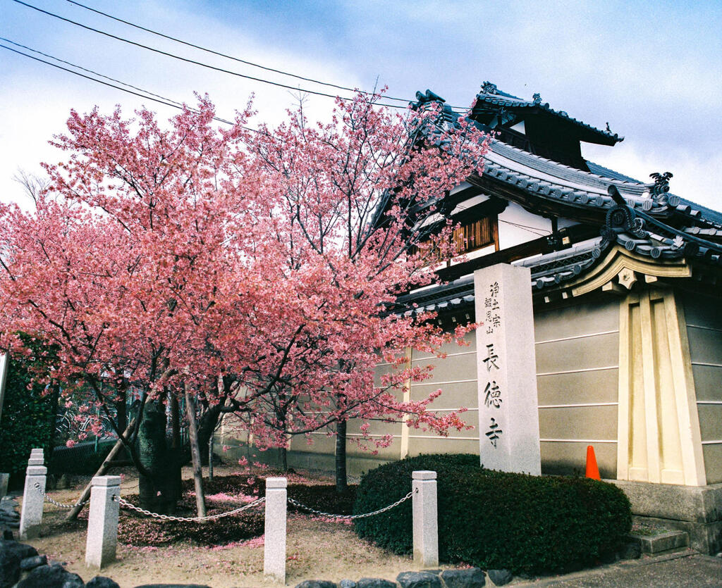 アナログ：長徳寺とおかめ桜