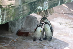 ペンギンin富山動物園