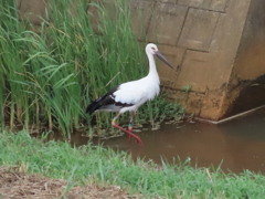 コウノトリ