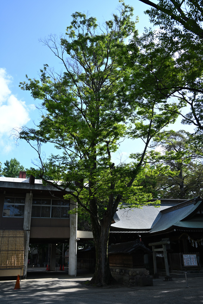 夏の木