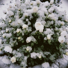 春の雪⑤