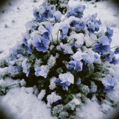 春の雪③