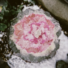 春の雪①