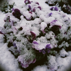 春の雪④
