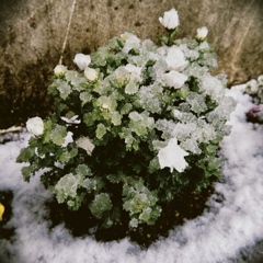 春の雪②