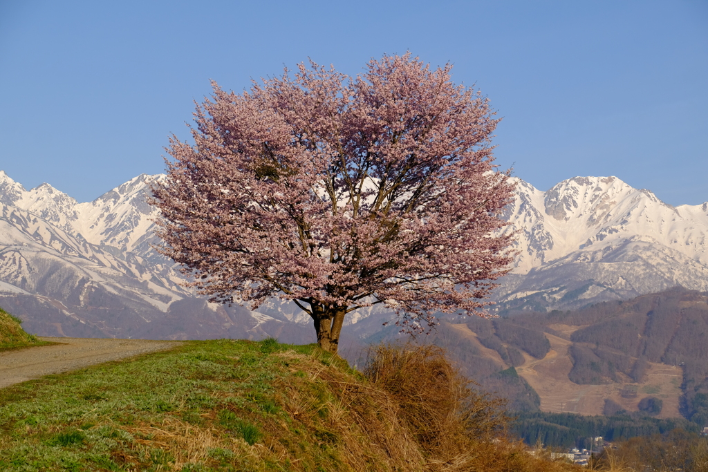 一本桜