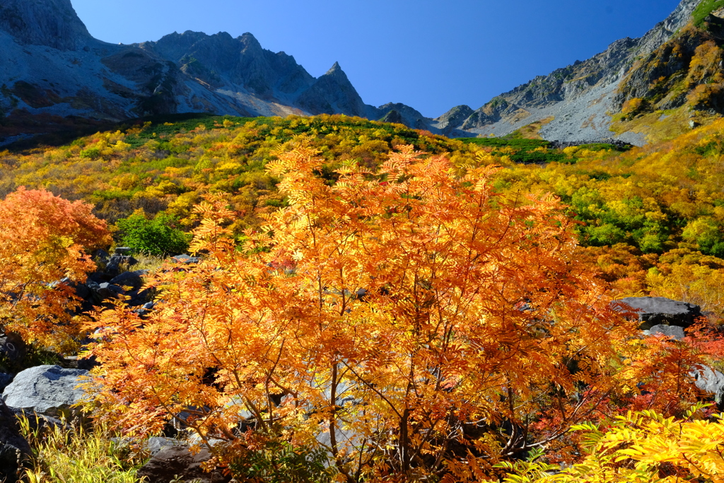 涸沢紅葉