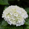 紫陽花