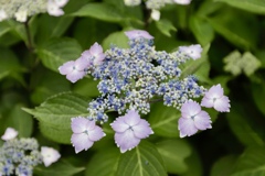 紫陽花