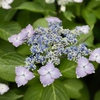 紫陽花