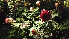 KIMG9281