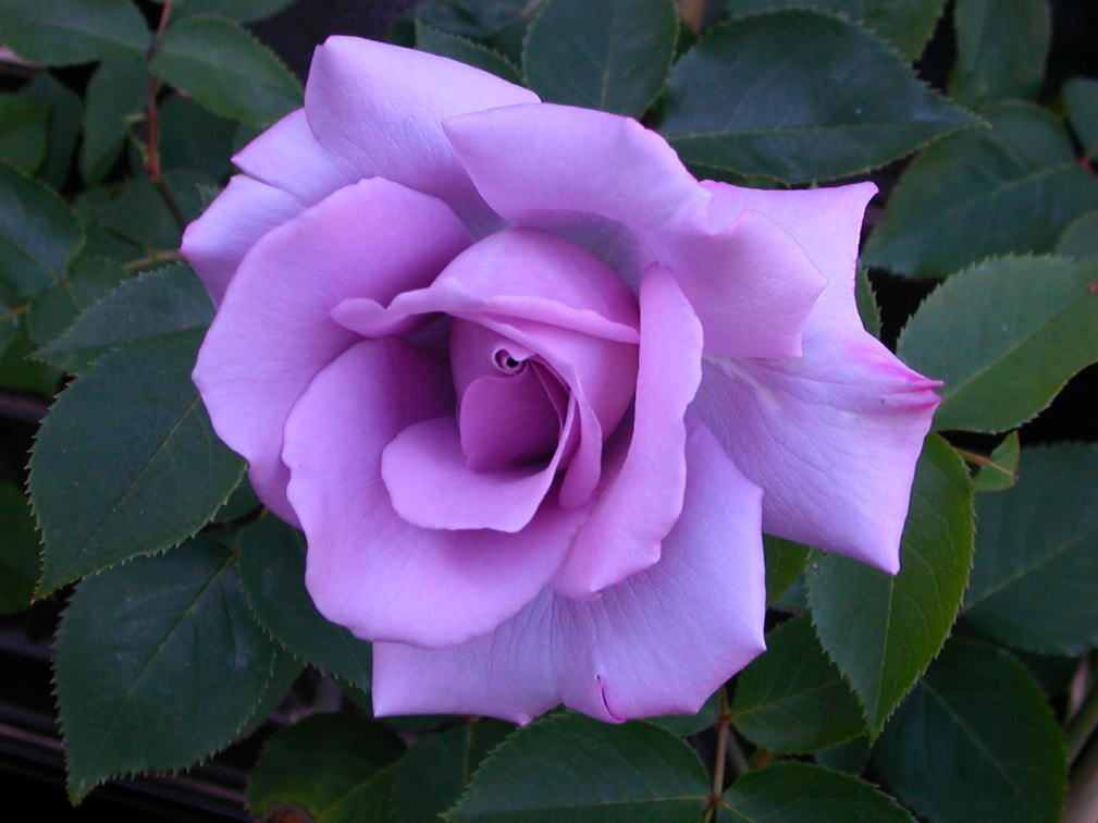 121379702717916411212[1]11 (1)