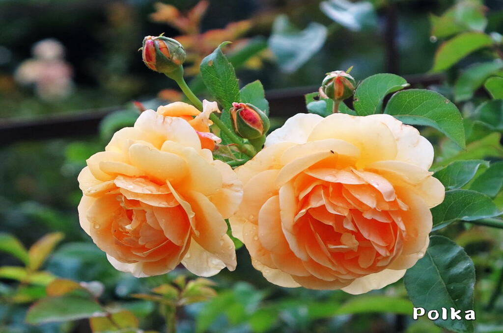 __TITLE__[1]1112275511