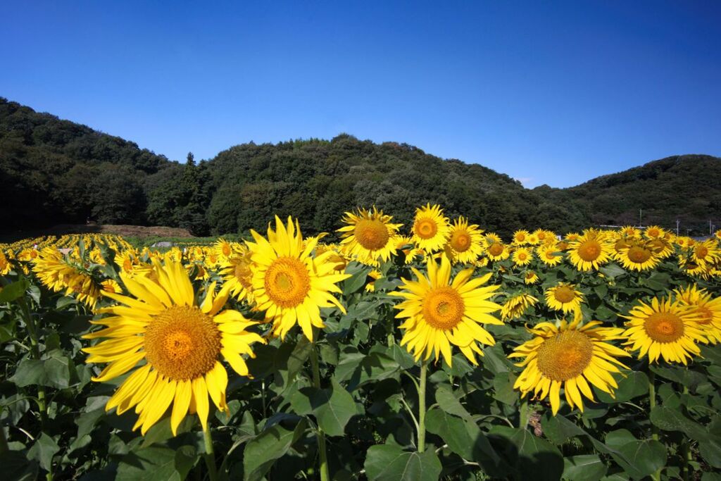 遅咲きの20万本『笠懸町吹上地区ひまわり花畑』