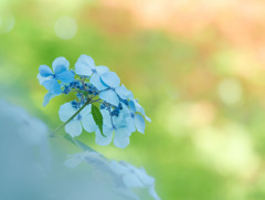 青。紫陽花