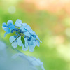 青。紫陽花