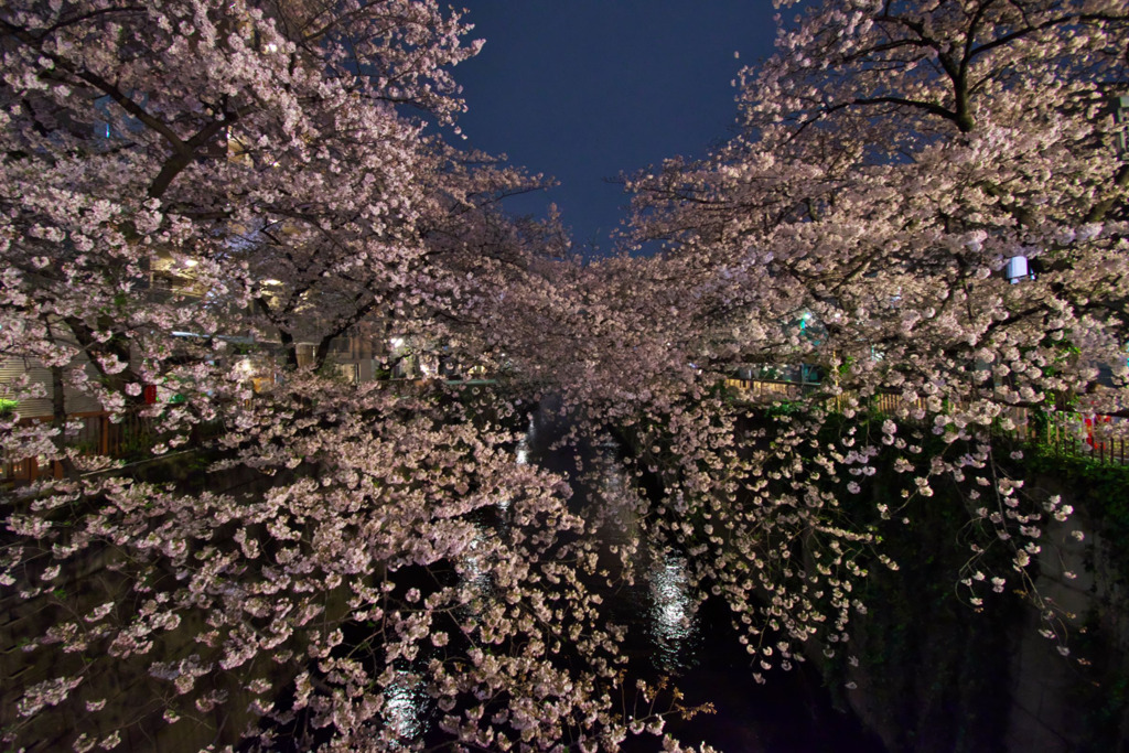 目黒川の桜は今年も満開で美しい