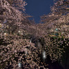 目黒川の桜は今年も満開で美しい