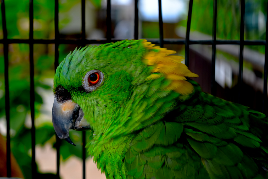 動物園にいた鳥