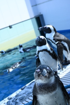 ケープペンギン