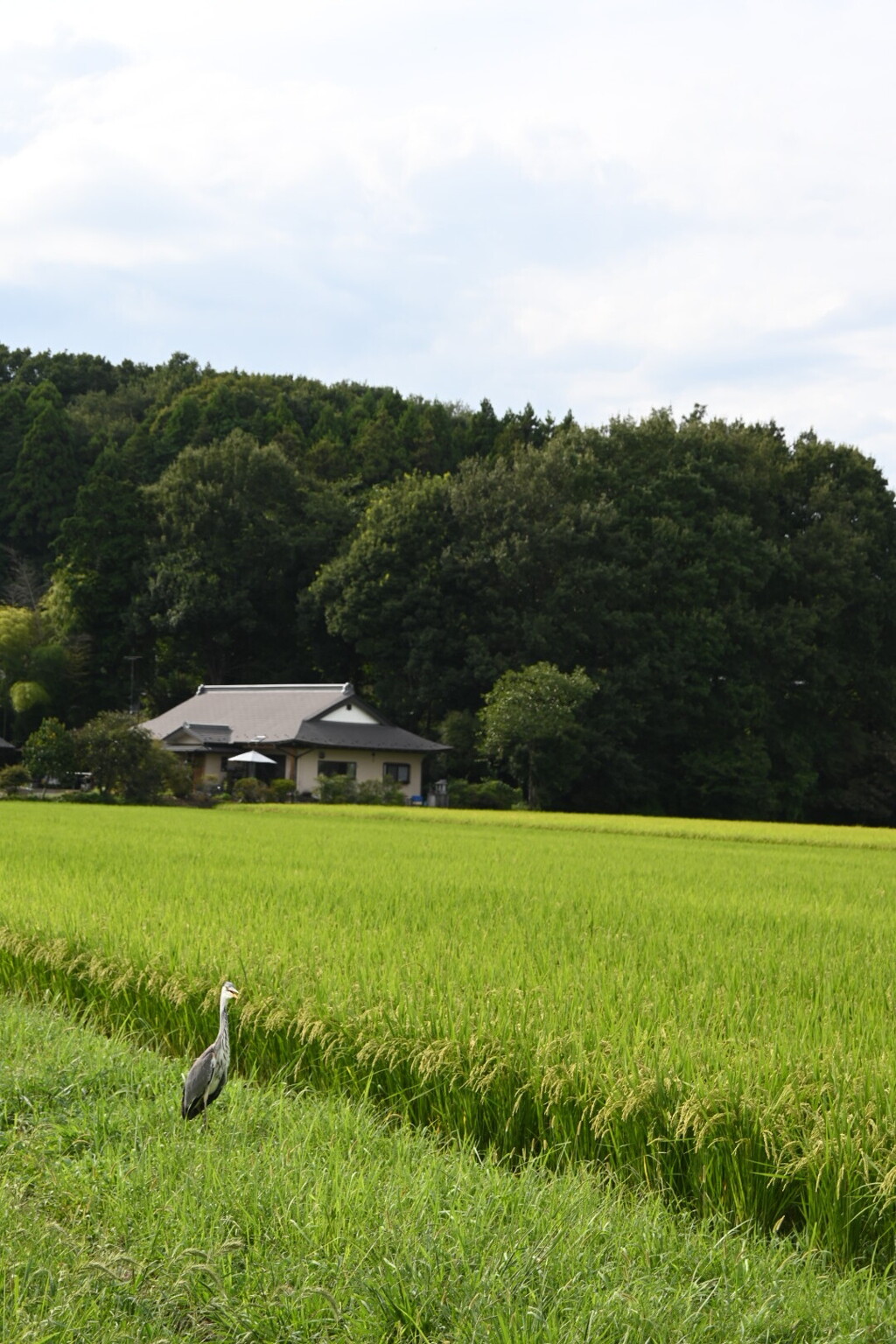 田舎の風景