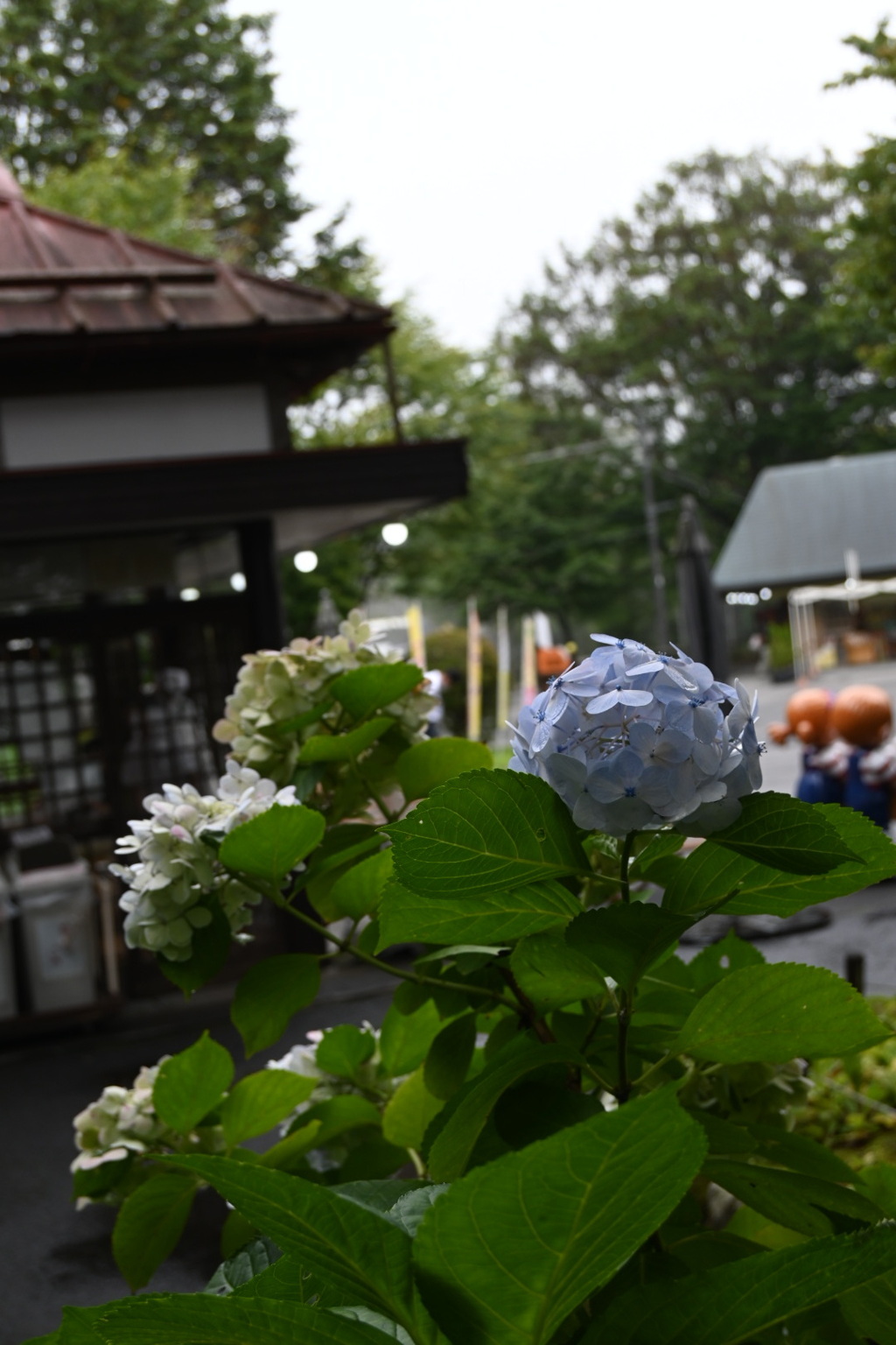 季節外れの紫陽花