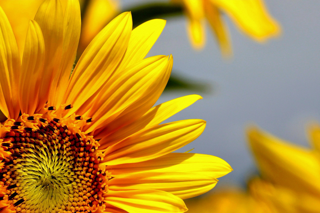 sunflower