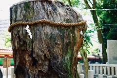 生田神社の御神木