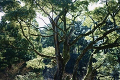 自然樹、ユーカリ