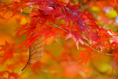 最上山紅葉