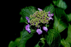 我家の紫陽花