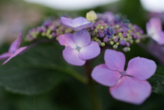 我家の紫陽花