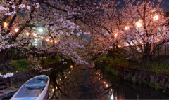秘境の夜桜