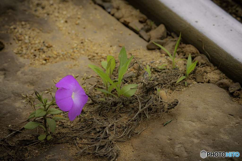 路盤の花