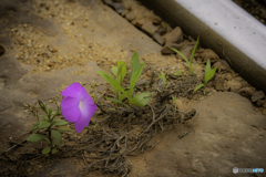 路盤の花