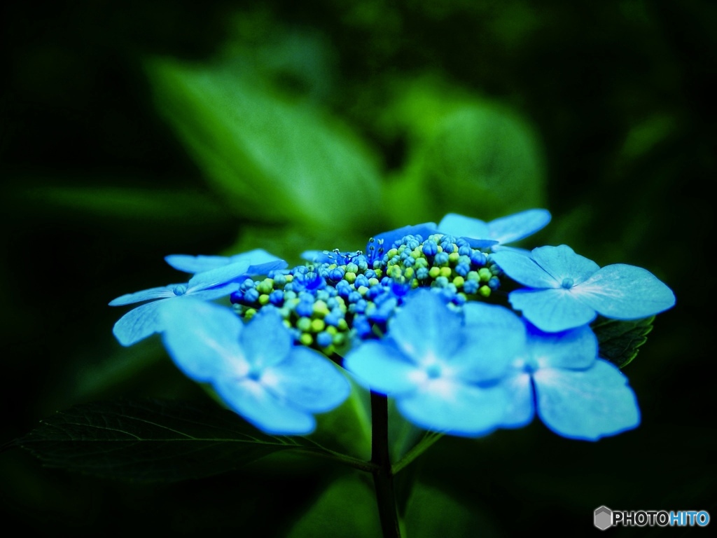 hydrangea♪✨