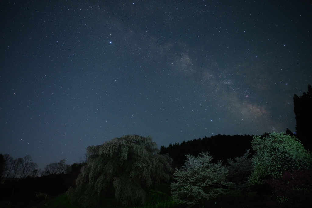 又兵衛桜と天の川