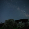 又兵衛桜と天の川