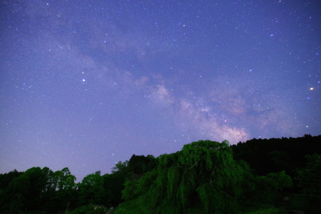 青葉の又兵衛桜と天の川