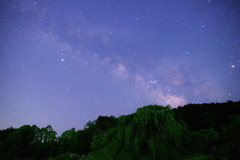 青葉の又兵衛桜と天の川