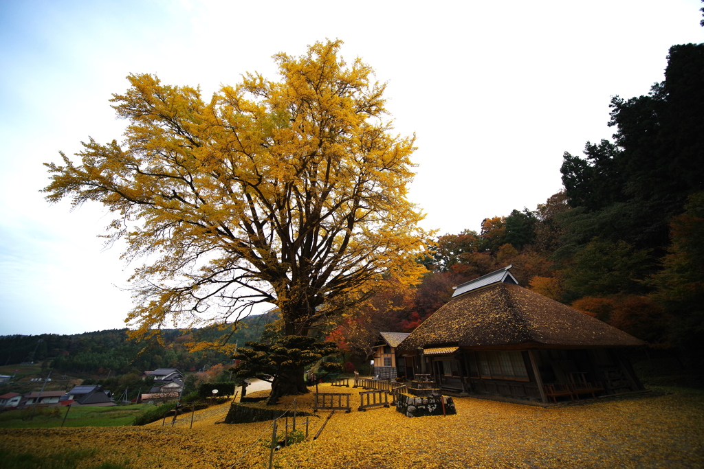 奥出雲 金言寺大イチョウ