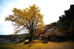 奥出雲 金言寺大イチョウ