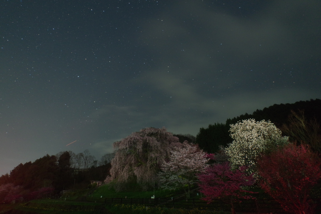 又兵衛桜