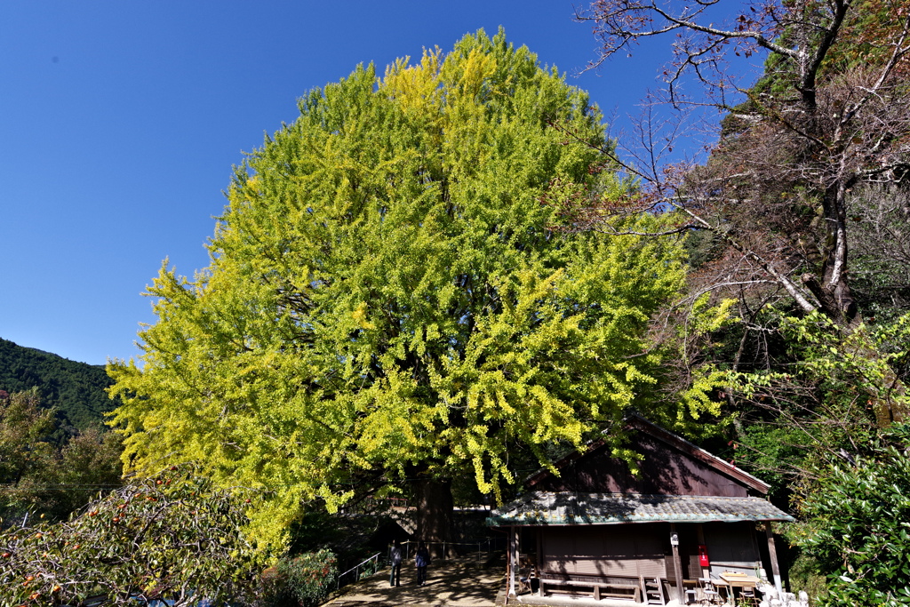 福定の大銀杏