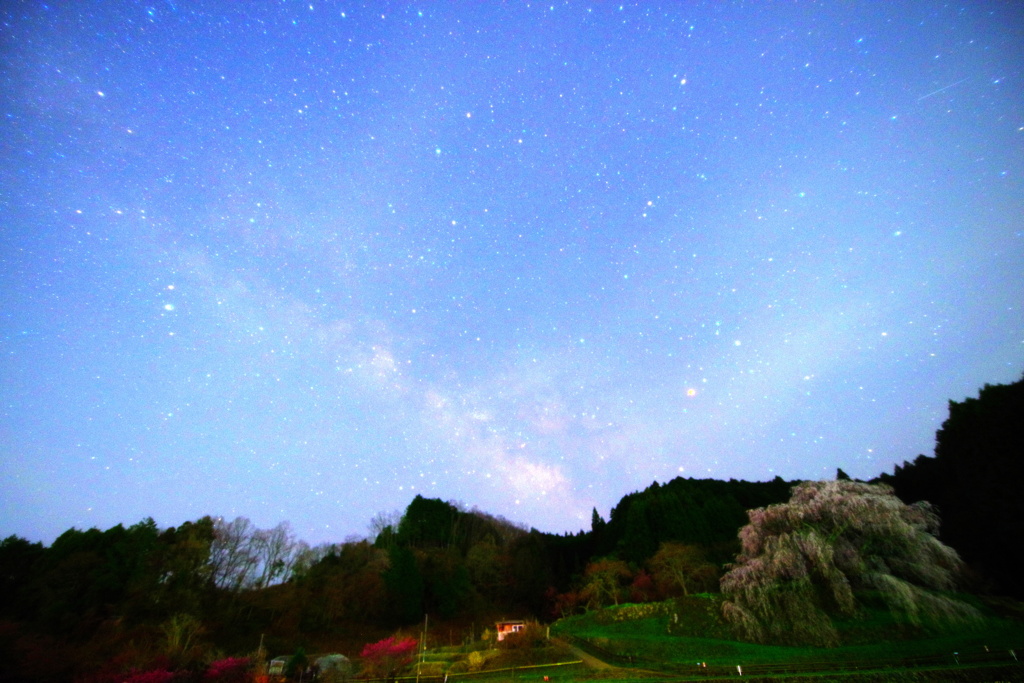 又兵衛桜と天の川
