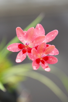 ヒメヒオウギの花