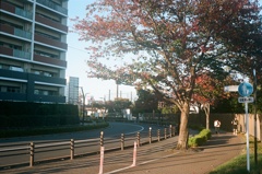 夕暮れの街路